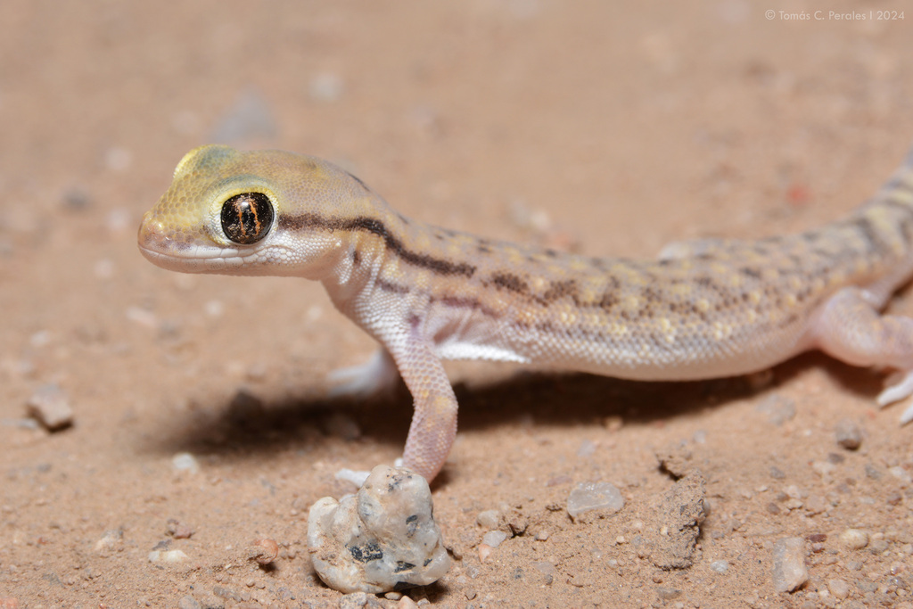 Underwood's Marked Gecko
