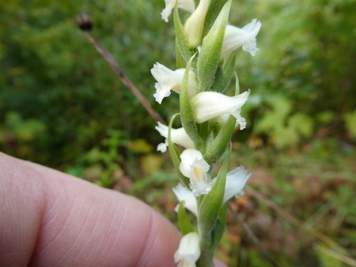 Image of Spiranthes ochroleuca by no rights reserved