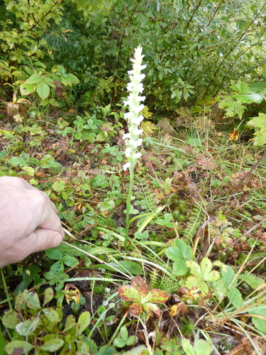 Image of Spiranthes ochroleuca by no rights reserved
