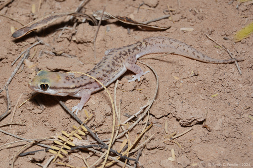 Underwood's Marked Gecko, Homonota underwoodi