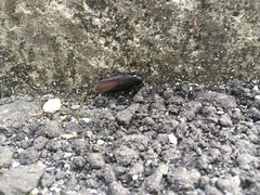 Periplaneta japonica