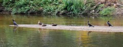 Phalacrocorax carbo