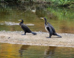 Phalacrocorax carbo