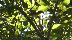 Vireo griseus