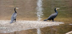 Phalacrocorax carbo