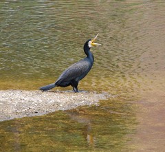 Phalacrocorax carbo