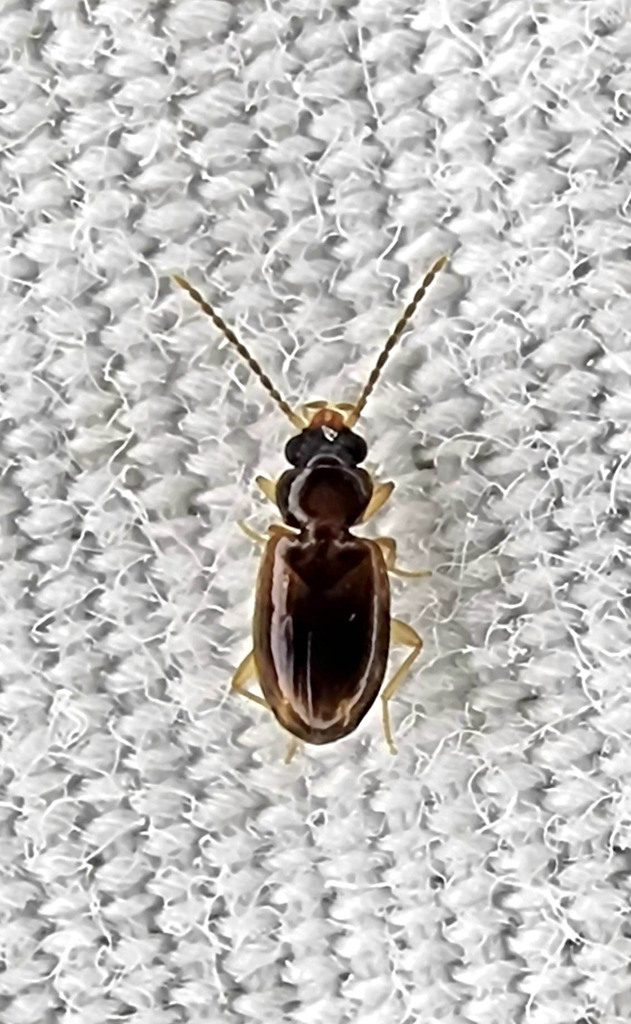 Tachys pulchellus