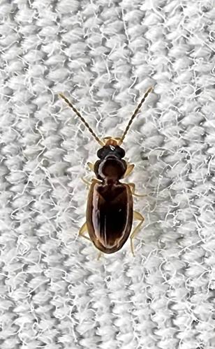 Tachys pulchellus