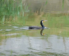 Phalacrocorax carbo