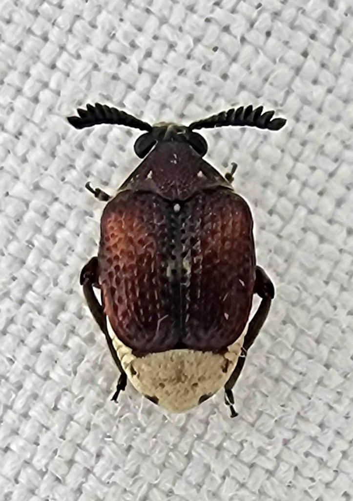 Coastal Red Bruchid