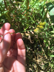 Carex bebbii