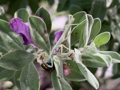 Iris oratoria
