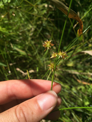 Juncus nodosus