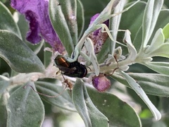 Iris oratoria