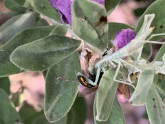 Iris oratoria