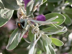 Iris oratoria