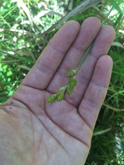 Carex alata