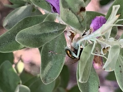 Iris oratoria