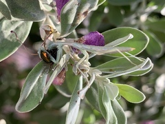 Iris oratoria