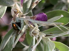 Iris oratoria