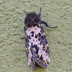 Xanthopastis timais