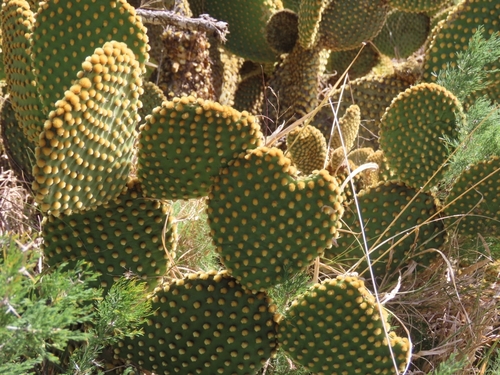 Image of Opuntia microdasys by (c) Jane le Roux, some rights reserved (CC BY)