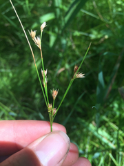 Juncus dudleyi