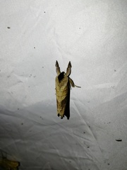 Clostera anastomosis