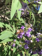 Apis mellifera