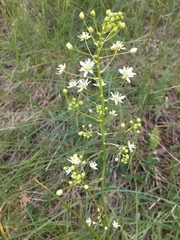 Toxicoscordion fontanum