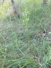 Toxicoscordion fontanum