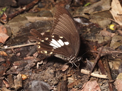Papilio nephelus chaonulus