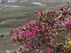 Rhododendron lepidotum