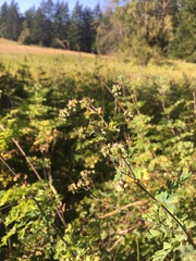 Thalictrum fendleri polycarpum