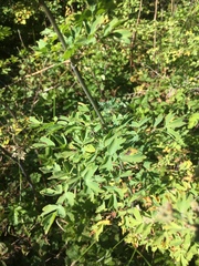 Thalictrum fendleri polycarpum