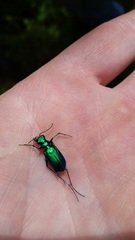 Cicindela denikei