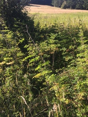Thalictrum fendleri polycarpum
