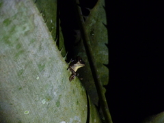 Osteocephalus deridens