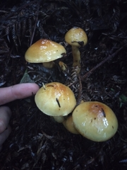 Cortinarius ignotus