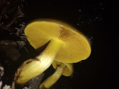Cortinarius ignotus