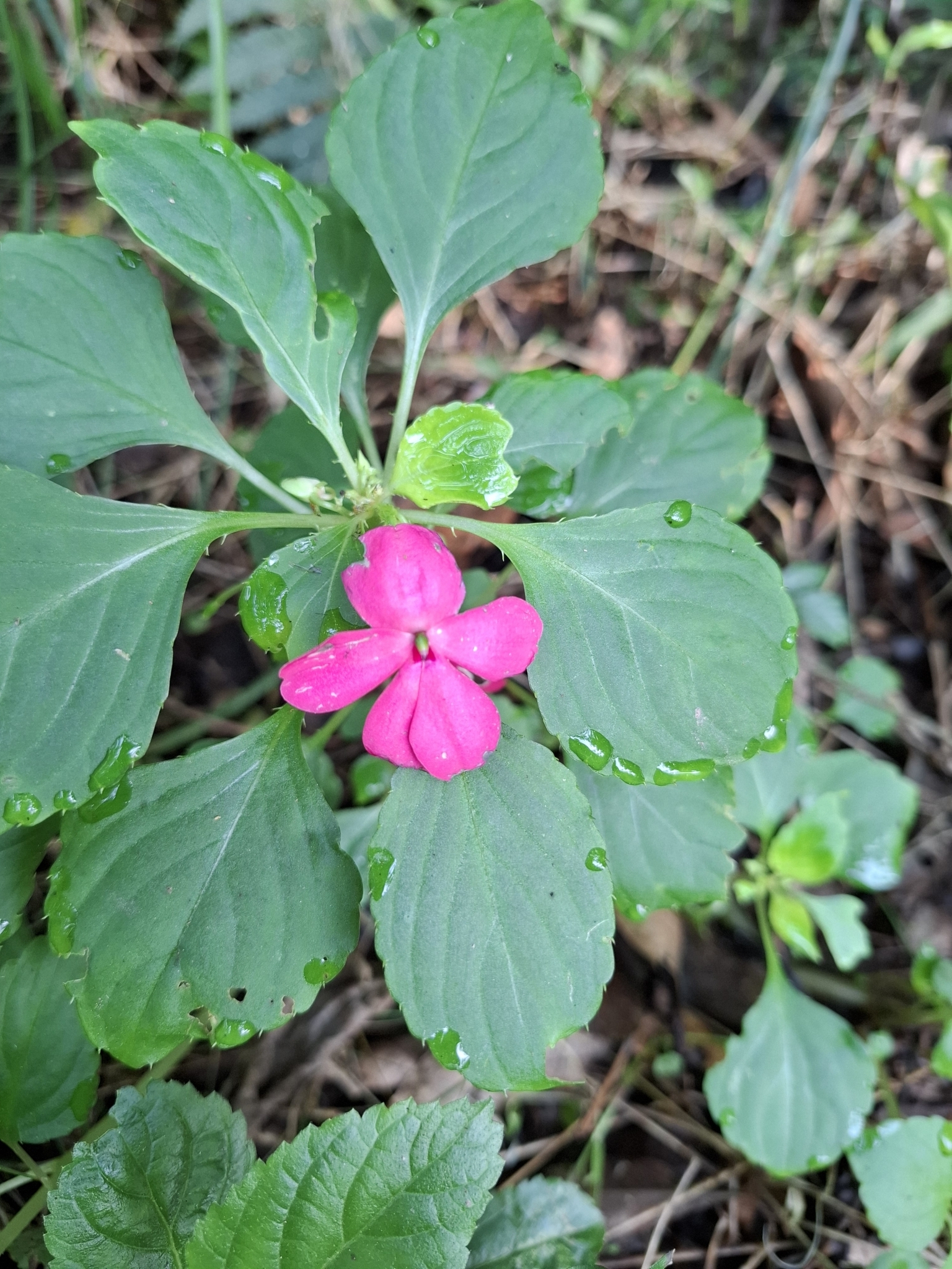 Impatiens walleriana