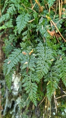 Asplenium altajense