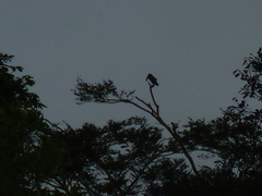 Pteroglossus pluricinctus