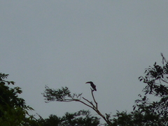 Pteroglossus pluricinctus