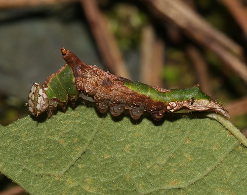 White-streaked Prominent photo 6