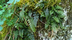 Asplenium altajense