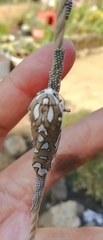 Arachnis dilecta