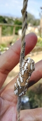 Arachnis dilecta