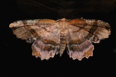 Cepphis armataria