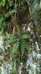 Asplenium altajense